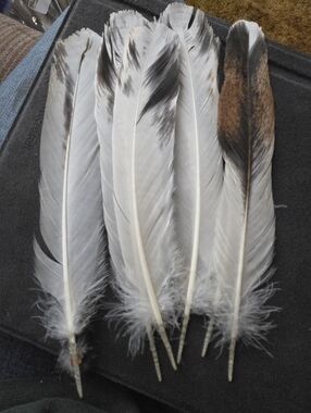 Natural Mixed Feather Bundle - White, Brown & Black